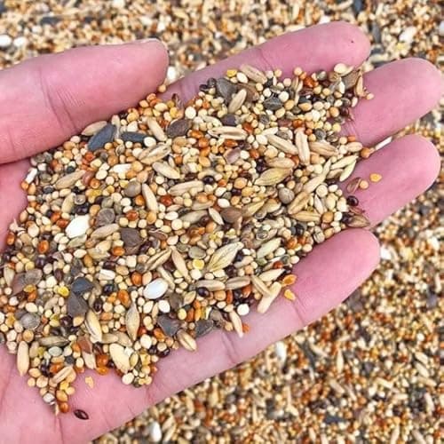 Buy Canoodle® Premium Bird Food 20 Mix Seeds for Budgies, Finches & Small Birds | 100% Natural Selected Grains | High Protein, Vitamin-Rich & Digestive Friendly Bird Feed (Budgies 450 GMS)