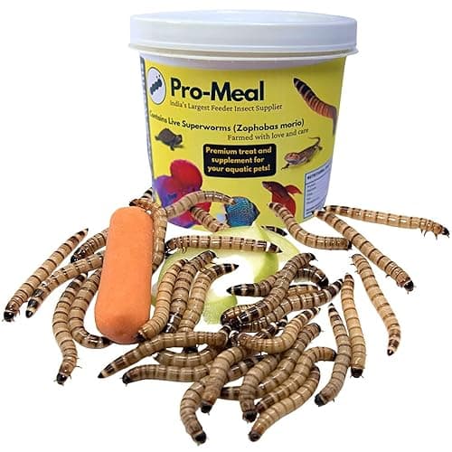 Pro-Meal Live Larvae Big Size Superworms - High Protien Treat Food For Aquarium Fishes Like Arowana, Flowerhorn And Birds, Reptiles, Monkeys & Other Pets Of All Life Stages (100 Larvae), 1 Count
